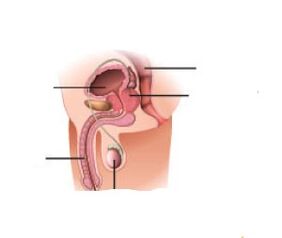 Huet prostate Eisen